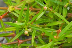 Candidate B - Plant photo